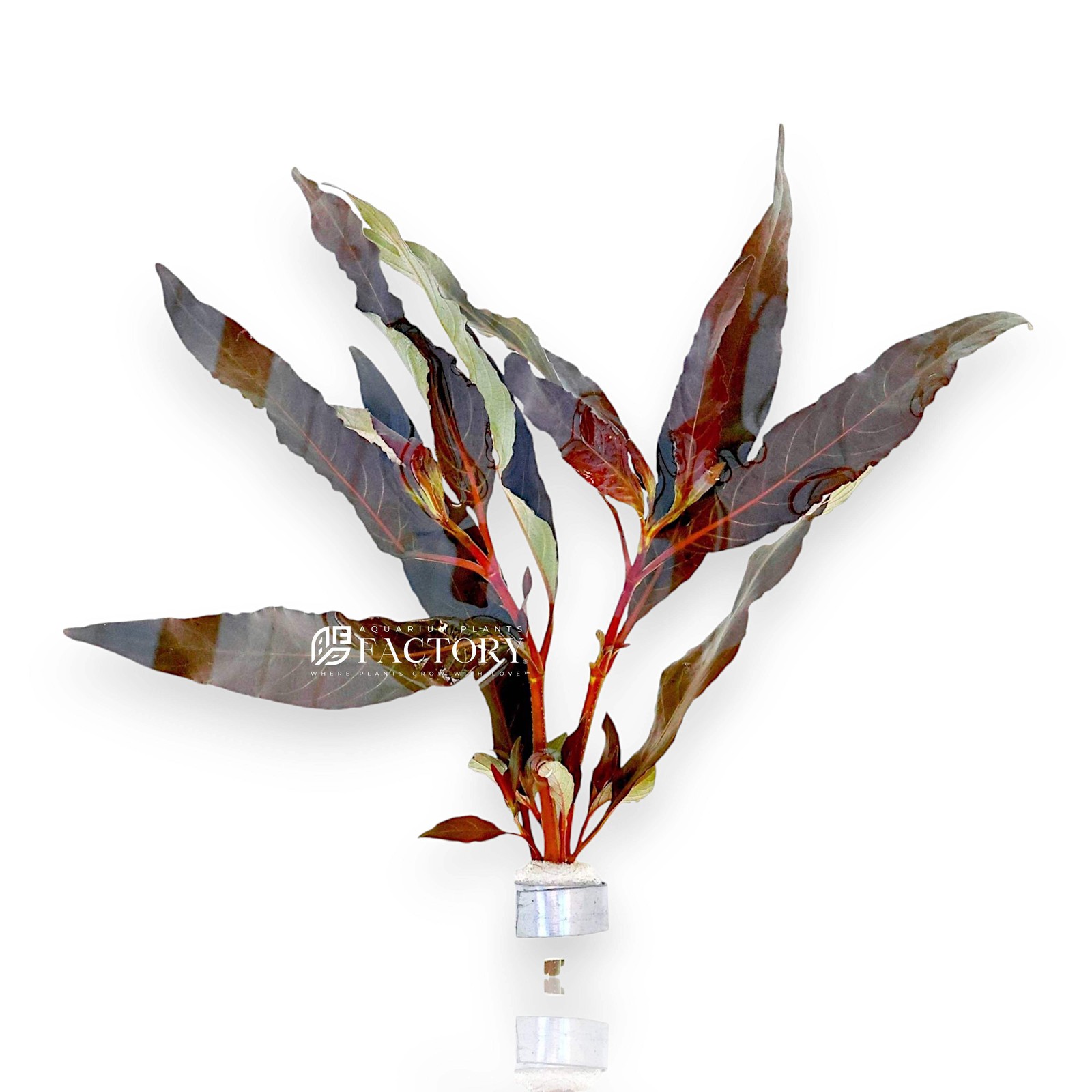 Hygrophila Salicifolia Purple | Aquarium Plants Factory®