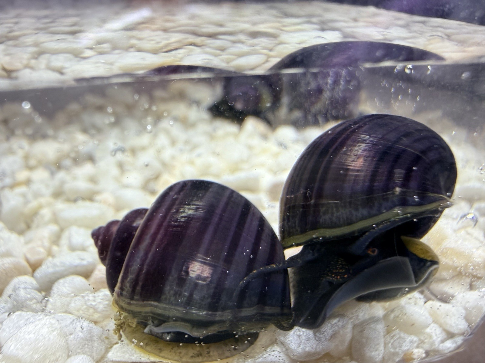3 Purple Mystery Snails