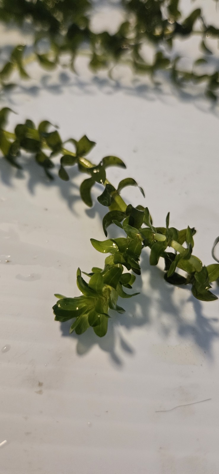 100 STEMS ELODEA CANADENSIS WATER PLANTS KOI Aquarium Or Ponds