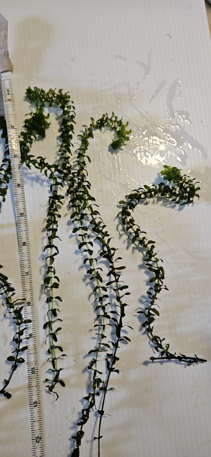 100 STEMS ELODEA CANADENSIS WATER PLANTS KOI Aquarium Or Ponds
