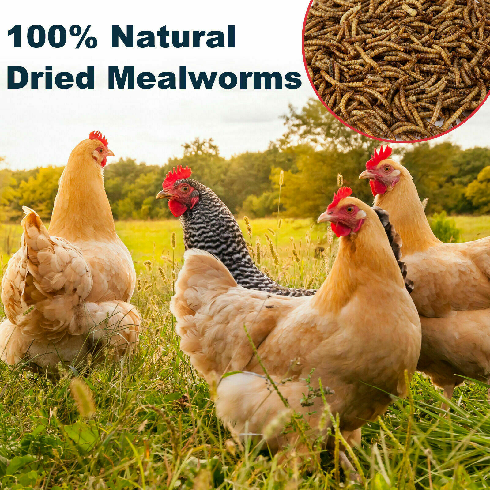 Bulk Dried Mealworms for Wild Blue Birds Hen Reptile Treats Non-GMO LOT