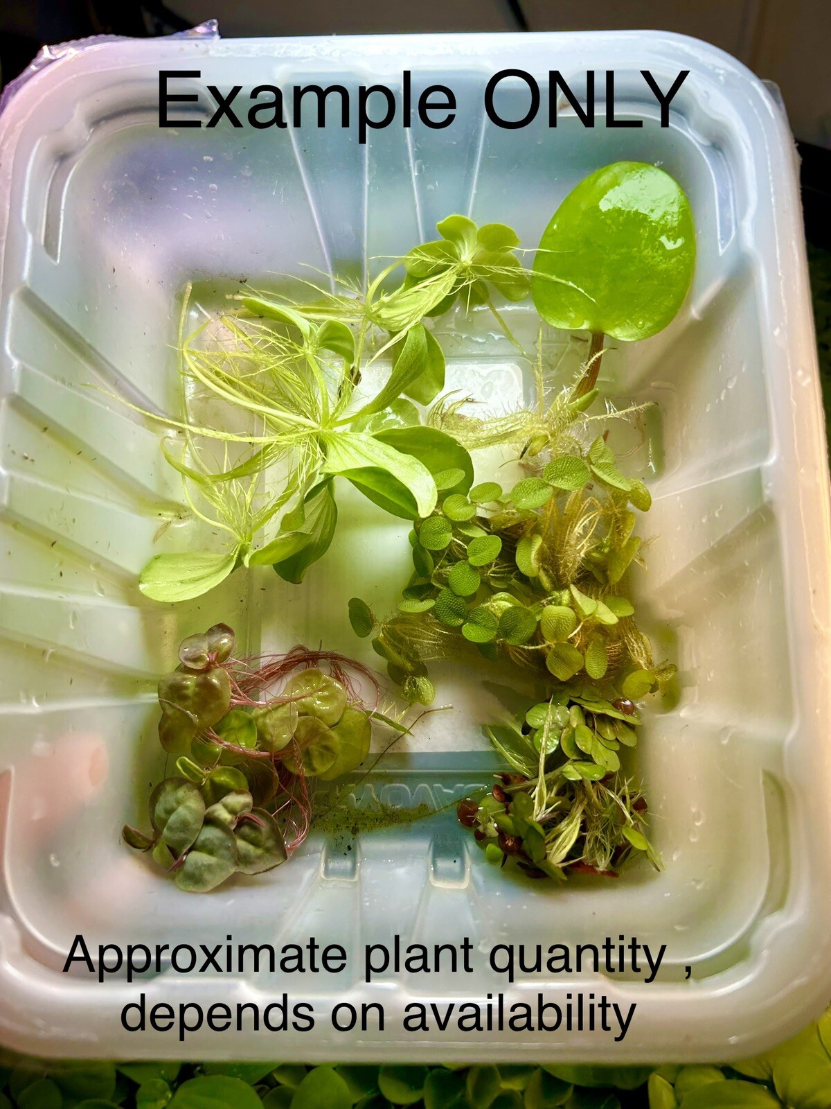 Floating Plant Starter Pack|Giant Duckweed|Salvinia Minima|Salvinia Cuculata
