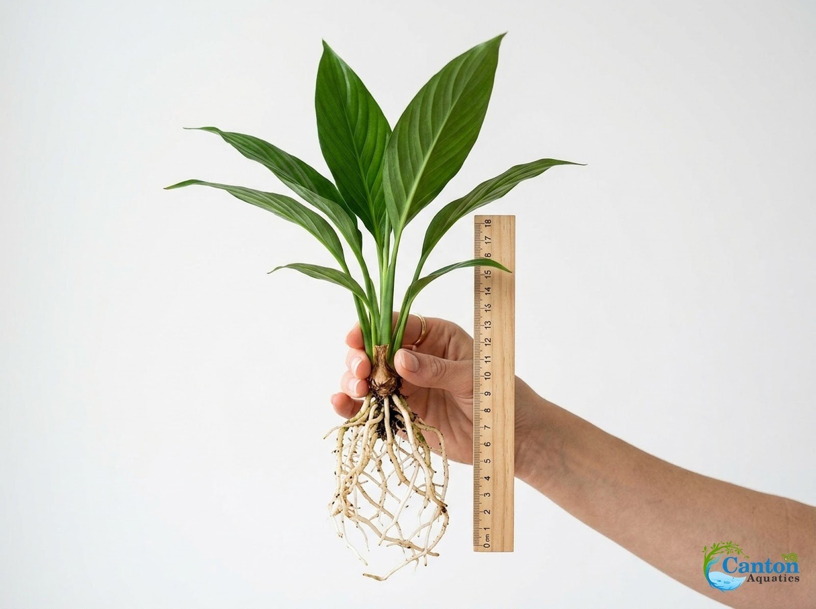 Brazilian Sword “Peace Lily” (Spathiphyllum sp)