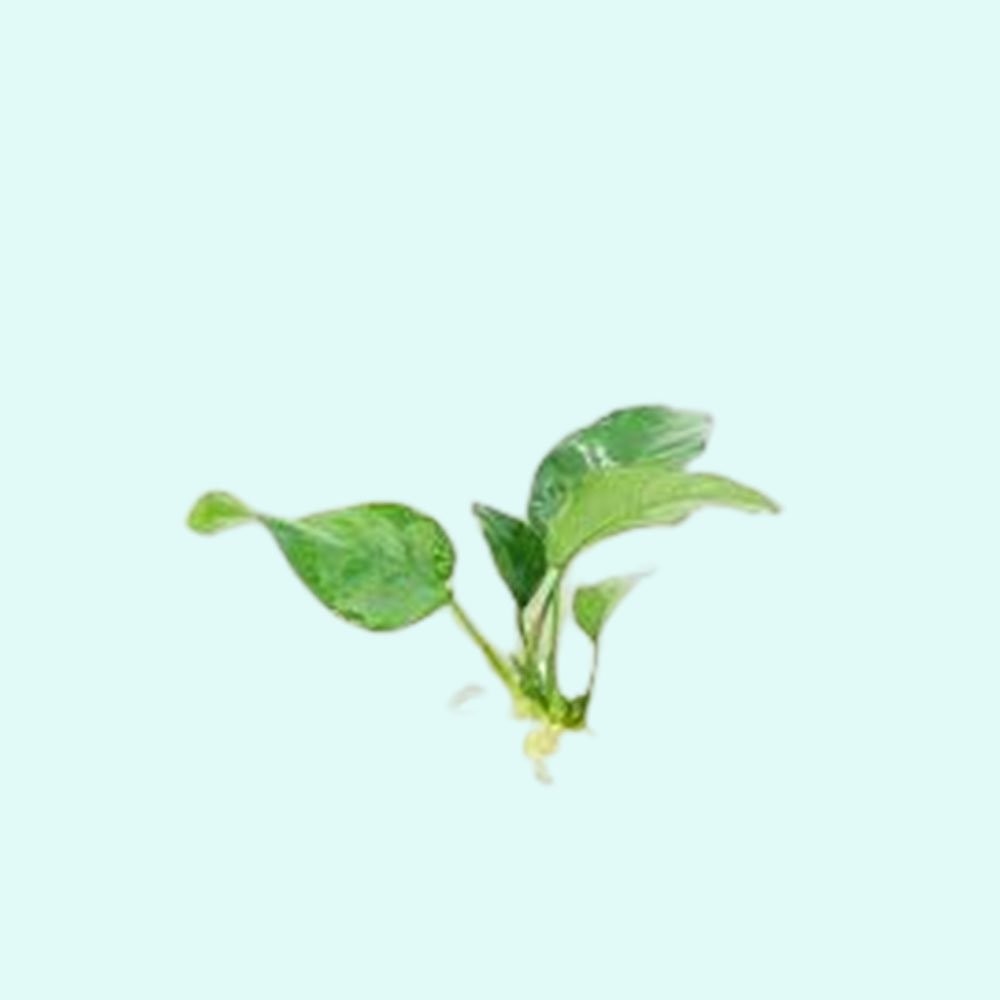BUY 2 GET 1 FREE Anubias Barteri (Nana) Bare Root Small Aquarium Plant