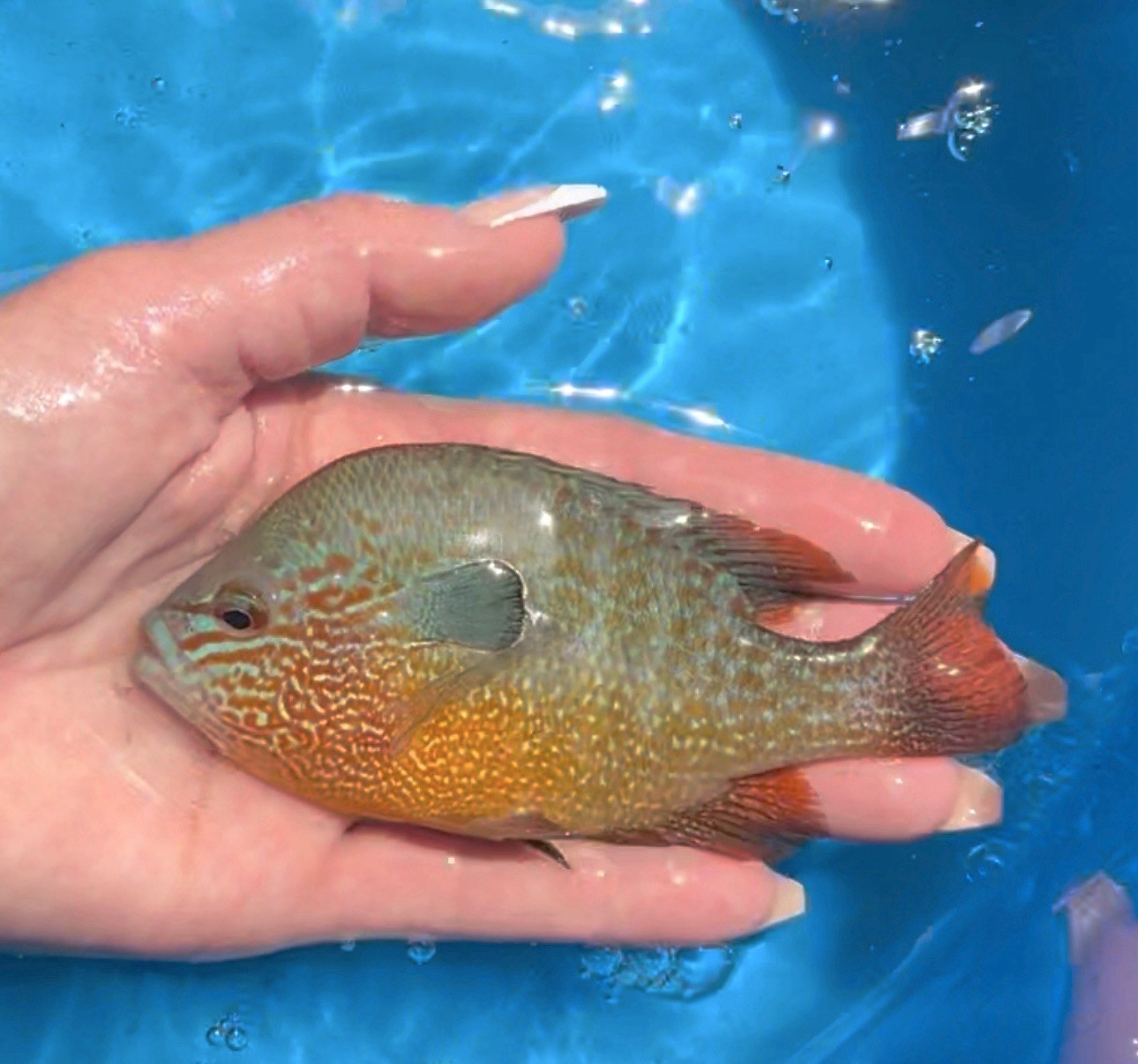 5 Live Longear Sunfish 1-3” Stunning Color☀️ 🐟 Backyard Pond Must Have! Unsexed