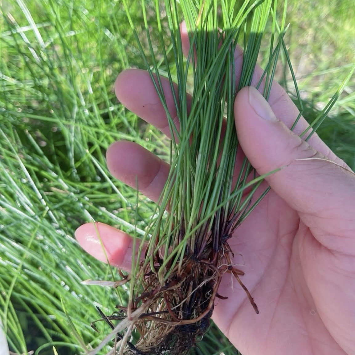 20+ Plants Giant Hairgrass Eleocharis Vivipara Live Aquarium BUY 2 GET 1 FREE