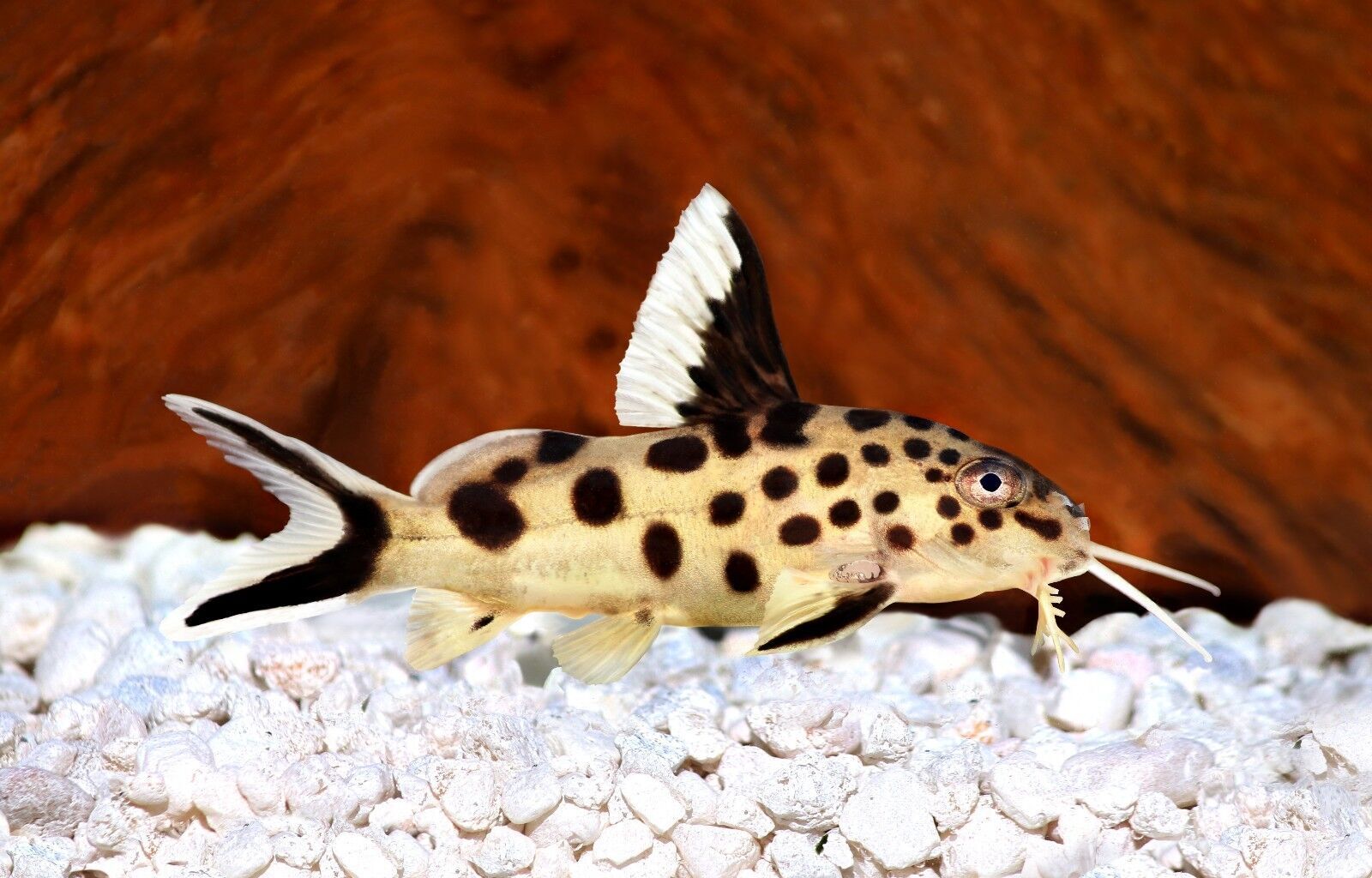 ABF CORY CATFISH MIX Bottom Feeders,Krill,Spirulina,Cory Cats,Pleco,ABF359s