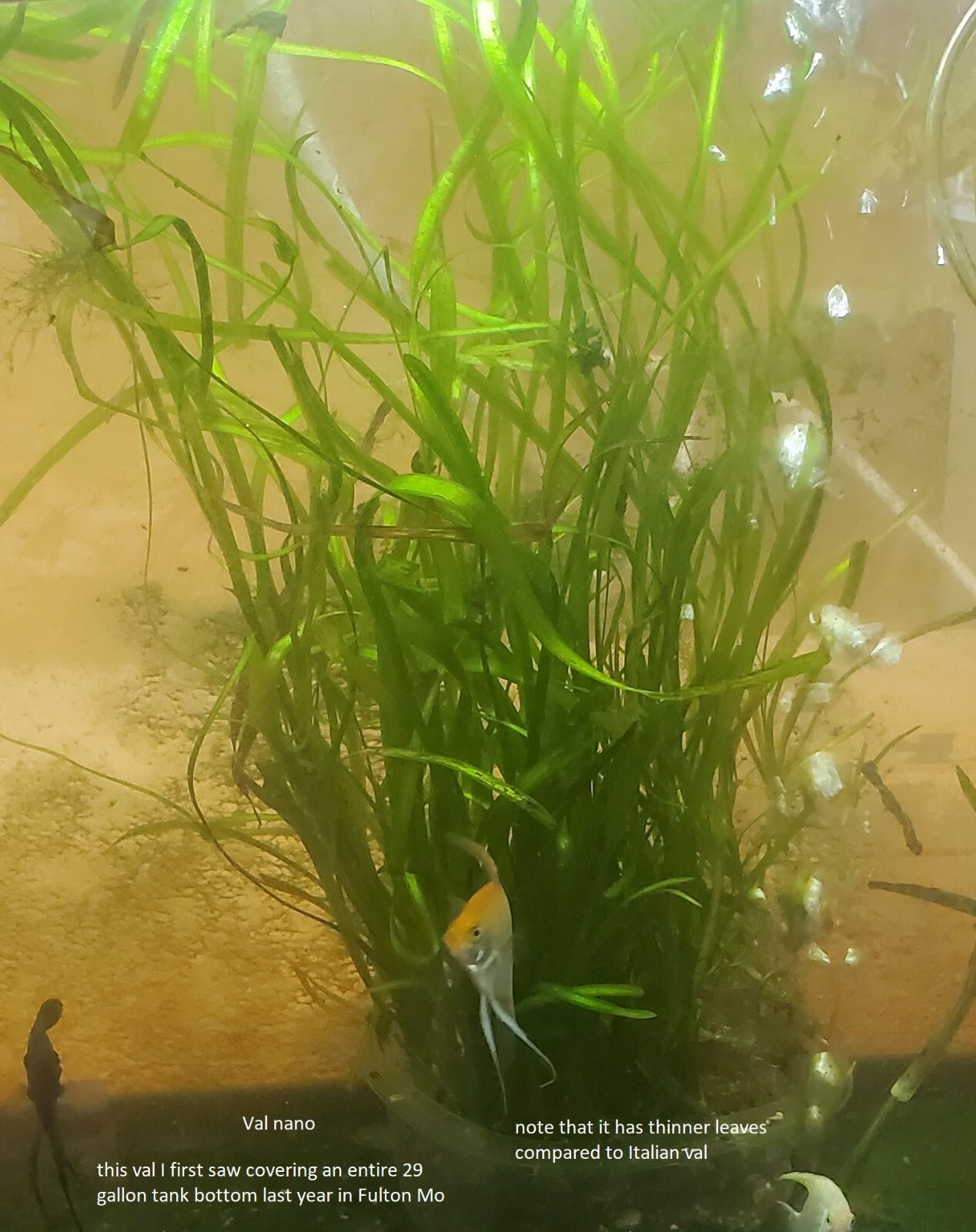 6 Vallisneria plants Live Aquarium Plants