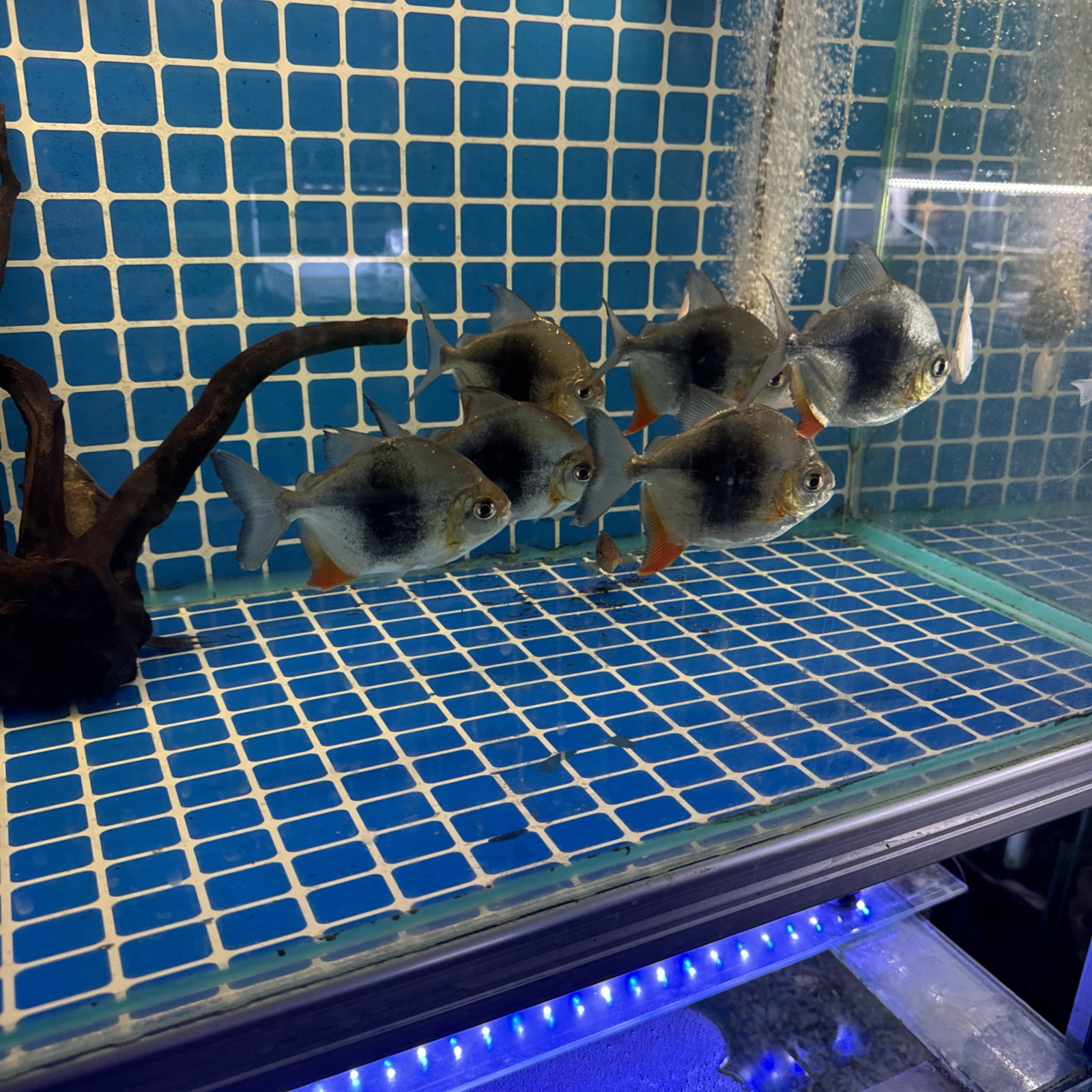 Blackberry Silver Dollar / Myleus Schomburgkii Sp. – Live Aquarium Fish 4 Inches