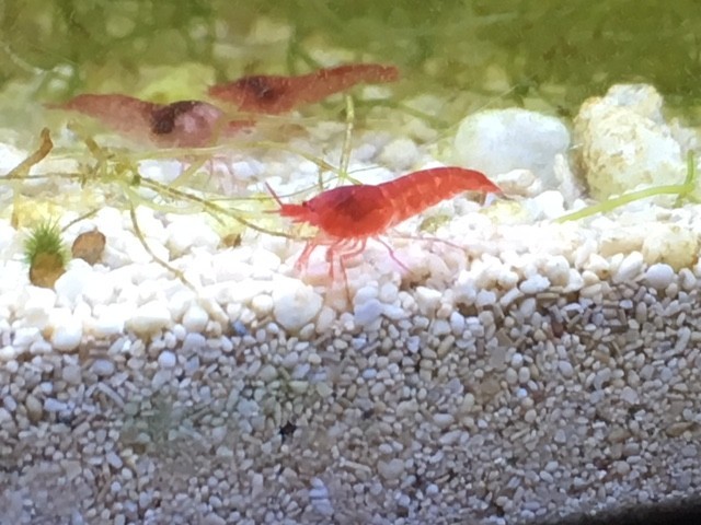 20 Hawaiian Red Shrimp Opae Ula Halocaridina Rubra Volcano Shrimp + Food