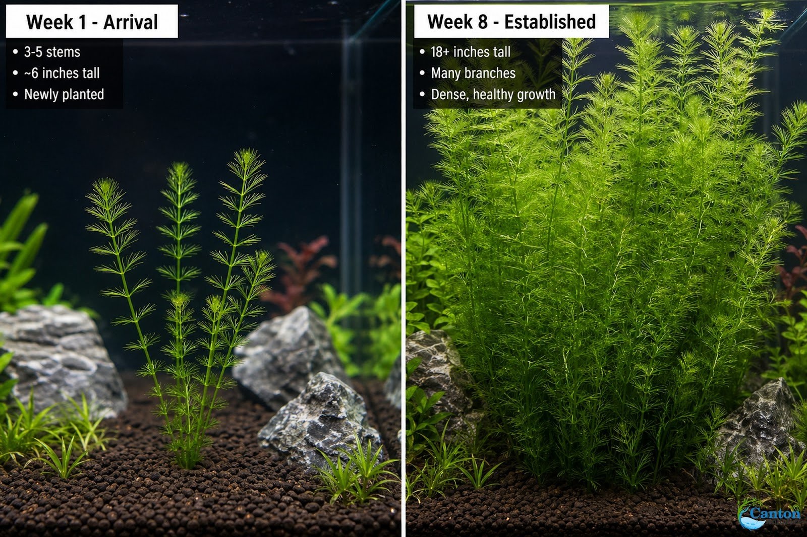 10 Pack Hornwort Bunches — Live Freshwater Aquarium Plant
