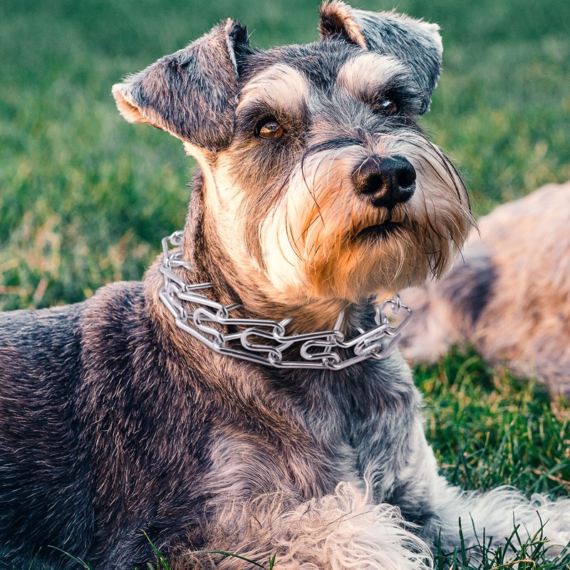 Metal Steel Dog Pinch Prong Choke Chain Collar Training Guardian Gear Adjustable