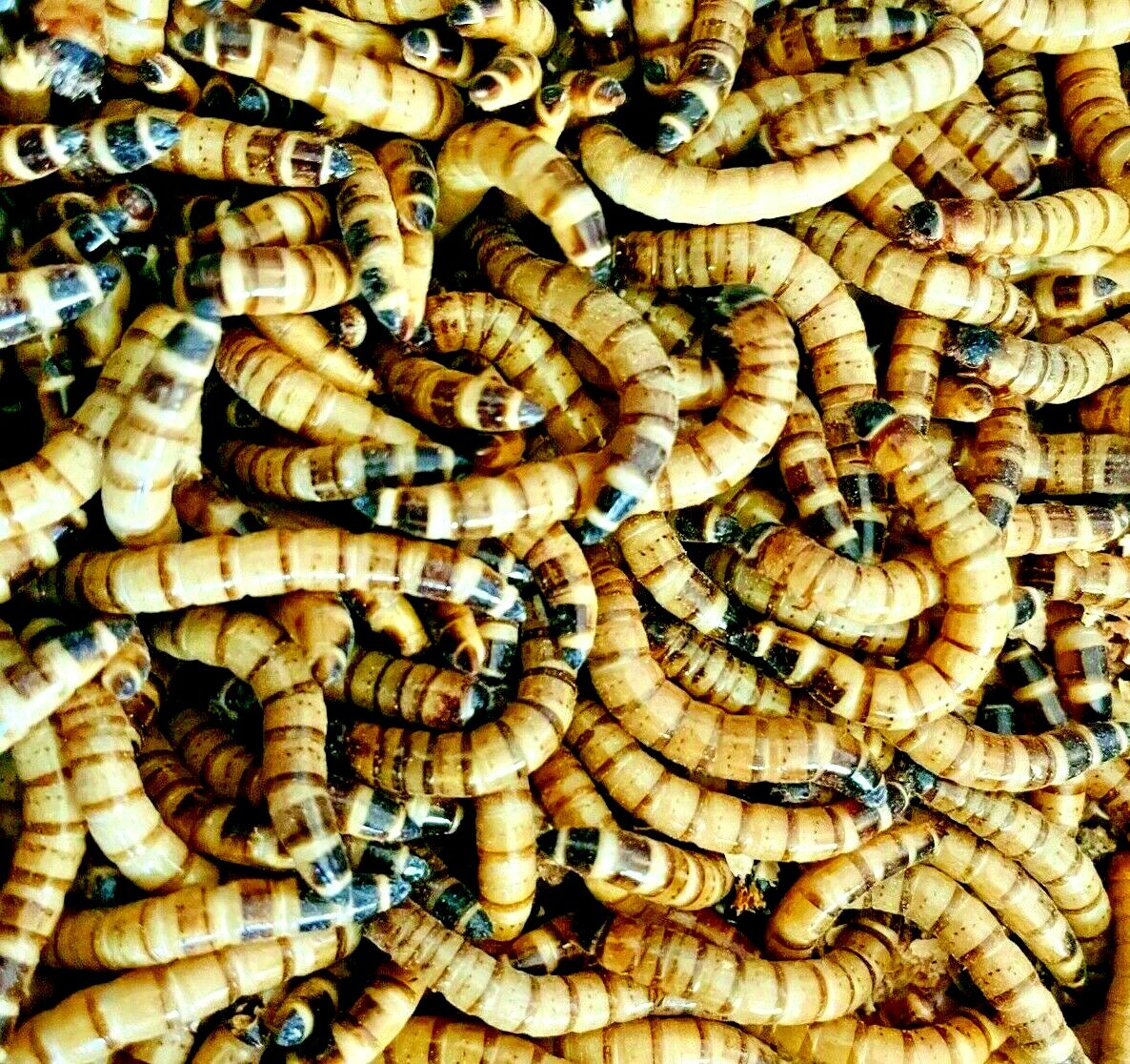 Live Superworms – 50 – 1,000- Medium 1″+- Reptile Feeders
