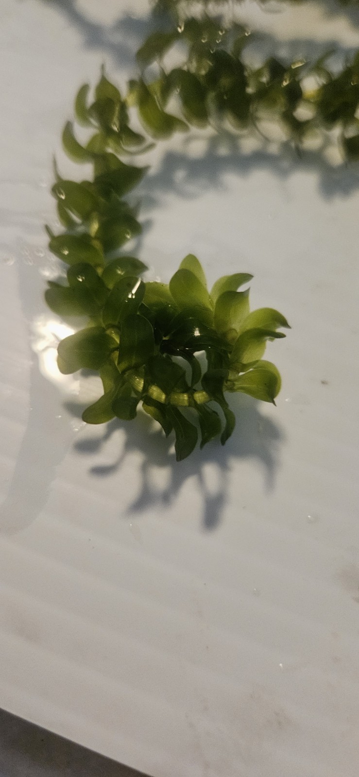 100 STEMS ELODEA CANADENSIS WATER PLANTS KOI Aquarium Or Ponds