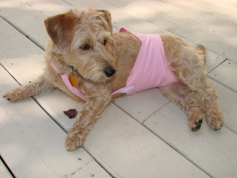 PeeKeeper Escape Proof Dog Diapers for Male and Female, Stay On Dog Diapers