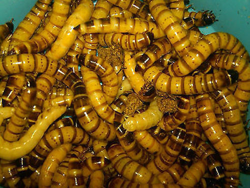 1000 Live Large Superworms – Reptile Food
