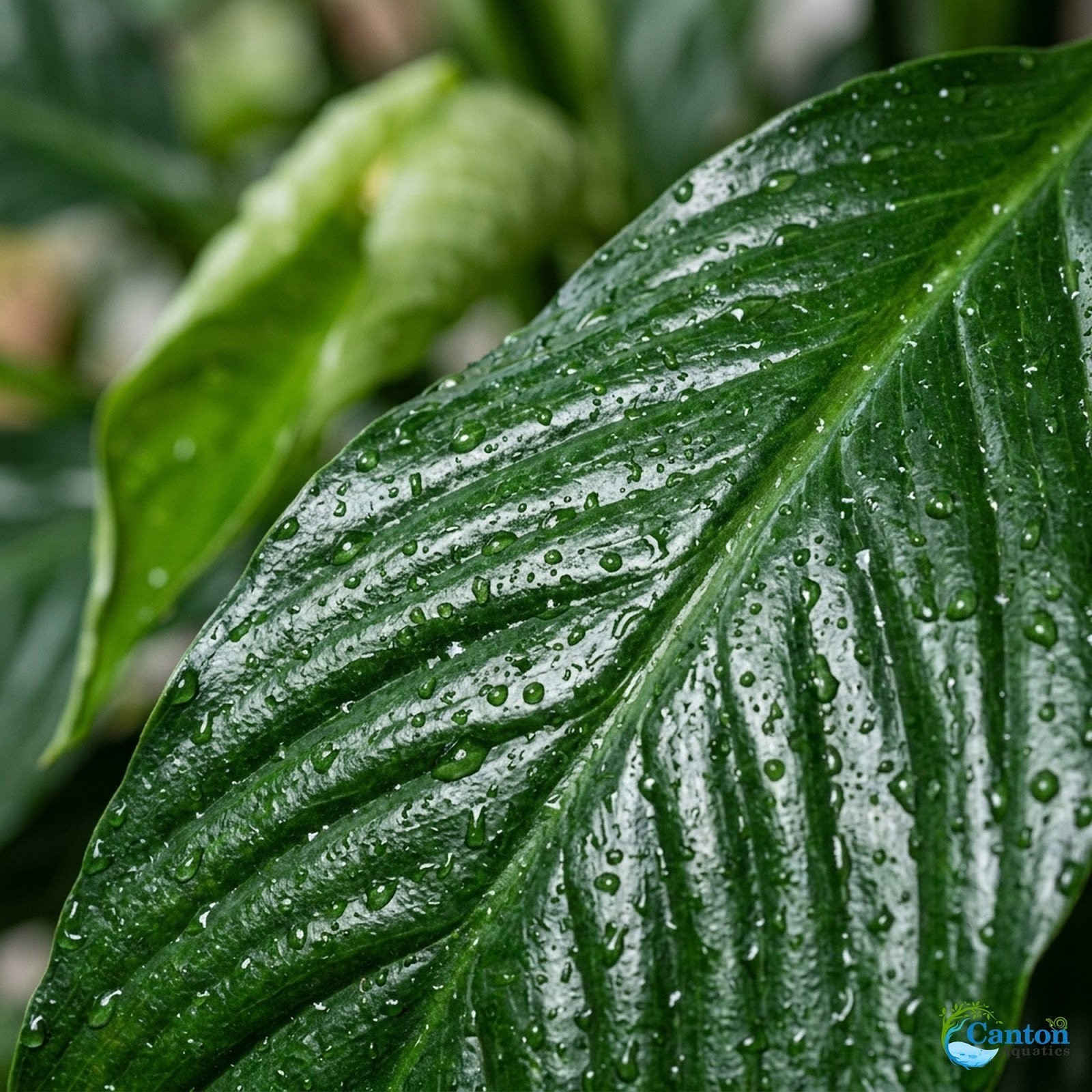 Brazilian Sword “Peace Lily” (Spathiphyllum sp)