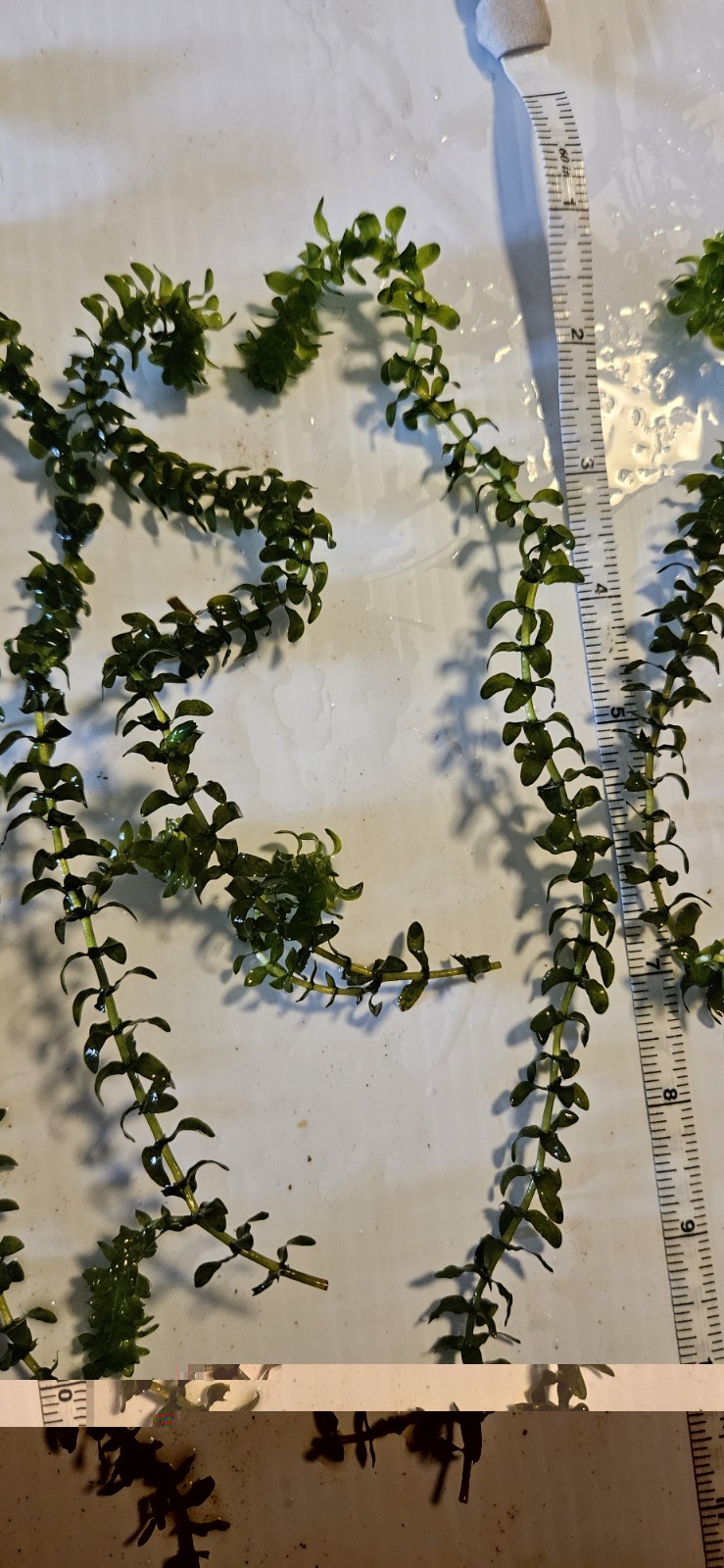 100 STEMS ELODEA CANADENSIS WATER PLANTS KOI Aquarium Or Ponds