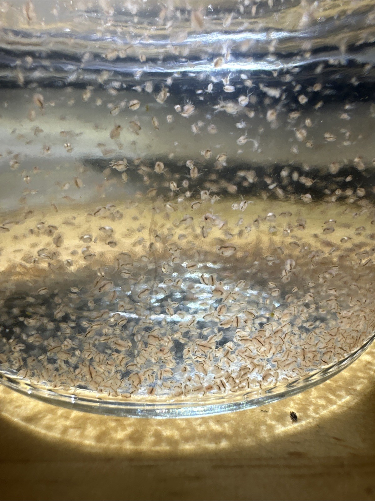Daphnia Moina Live Culture 4 oz Glass Jar with Lid Fresh Water Live Fish Food
