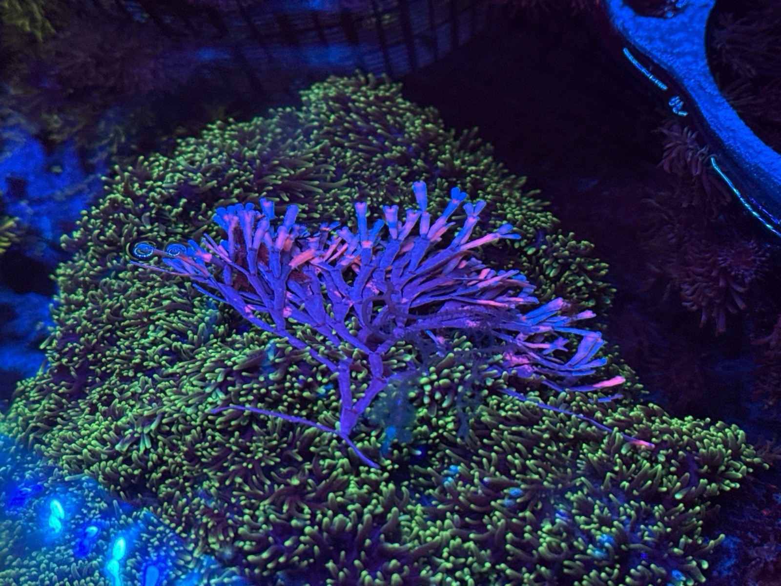 Live Saltwater Ultra Rare Aussie Macro Algae Plant Reef Marine Refugium