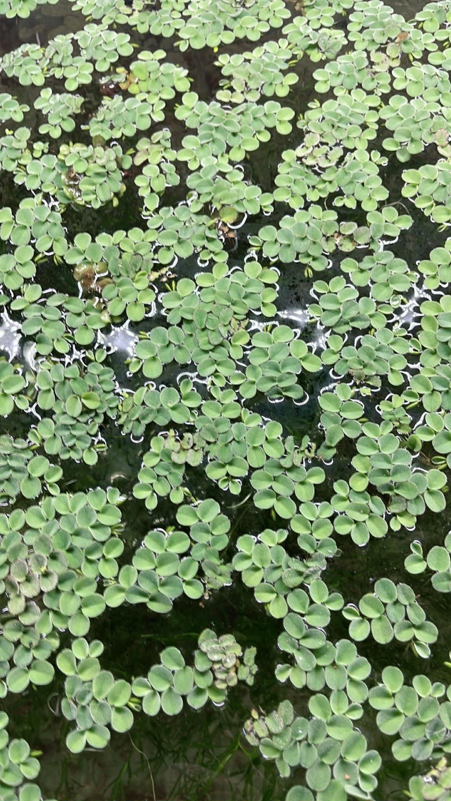 Mix 4 Different Live Aquarium Plants Combo Buy 2 Get 1 Free