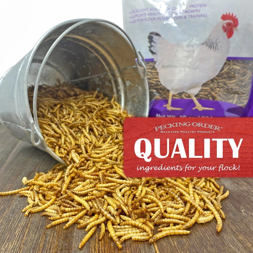 Dried Mealworms for Backyard Chickens Healthy Protein Rich Treat Feed 10 oz