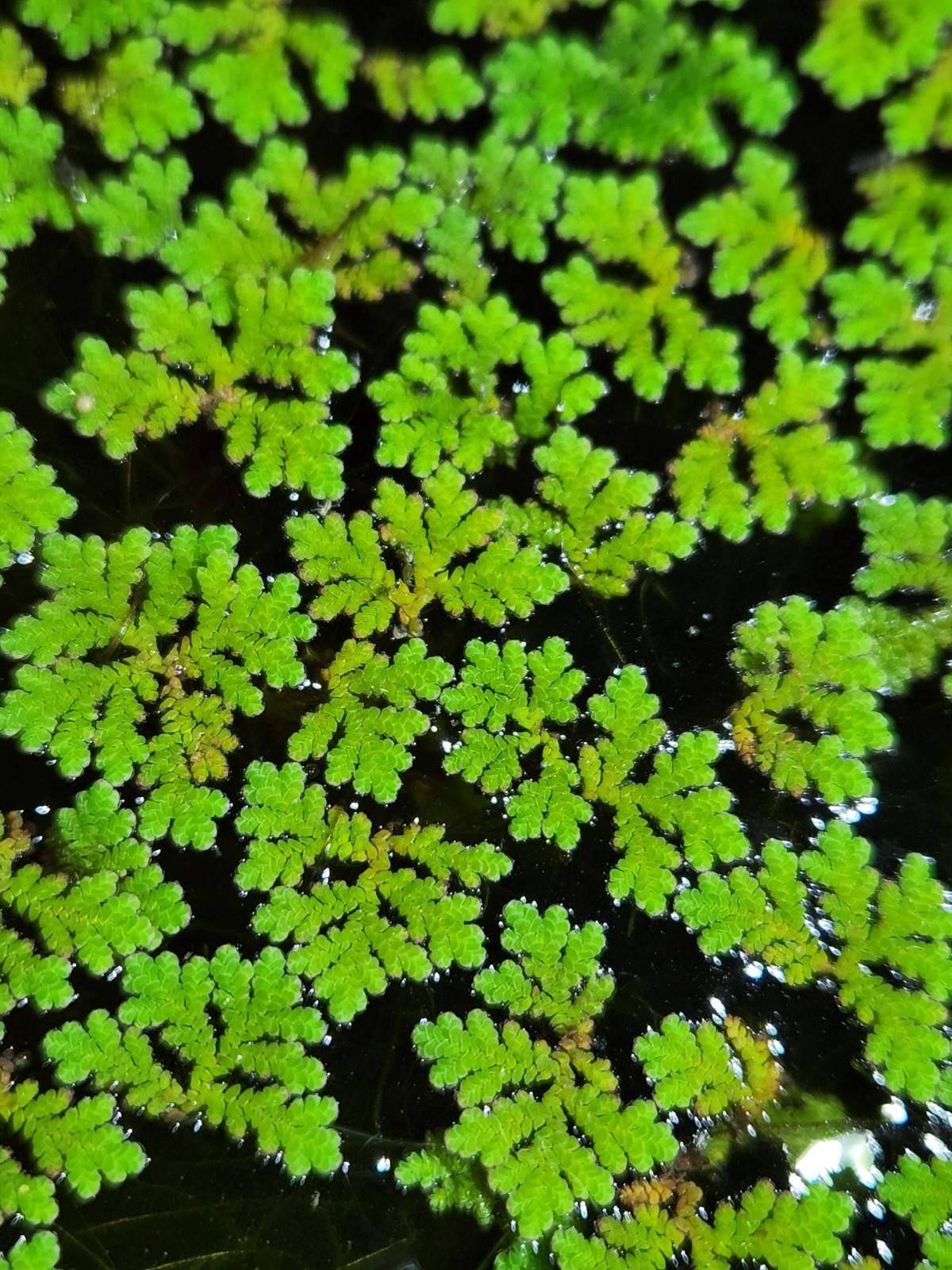 50-200+ Live Azolla Floating Aquarium Plants + BONUS FLOATER PLANT -Fast Growing