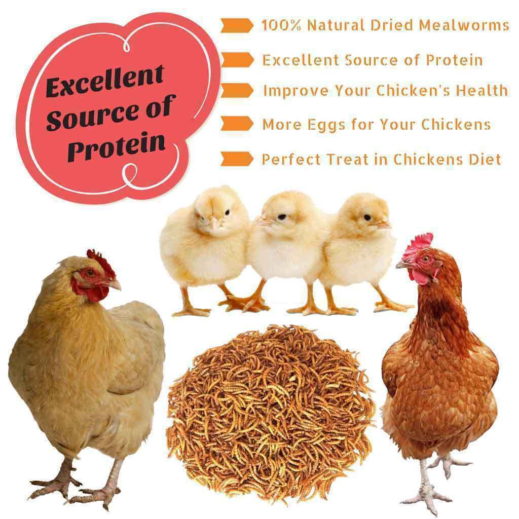 Bulk Dried Mealworms Non-GMO for Wild Birds Blue Bird Chickens Hen Treats LOT