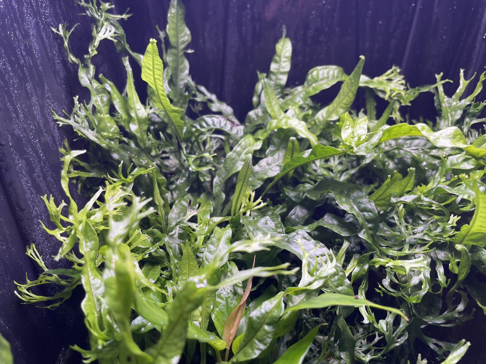Java Fern Windelov beginner aquatic plants x3 (emersed grown)