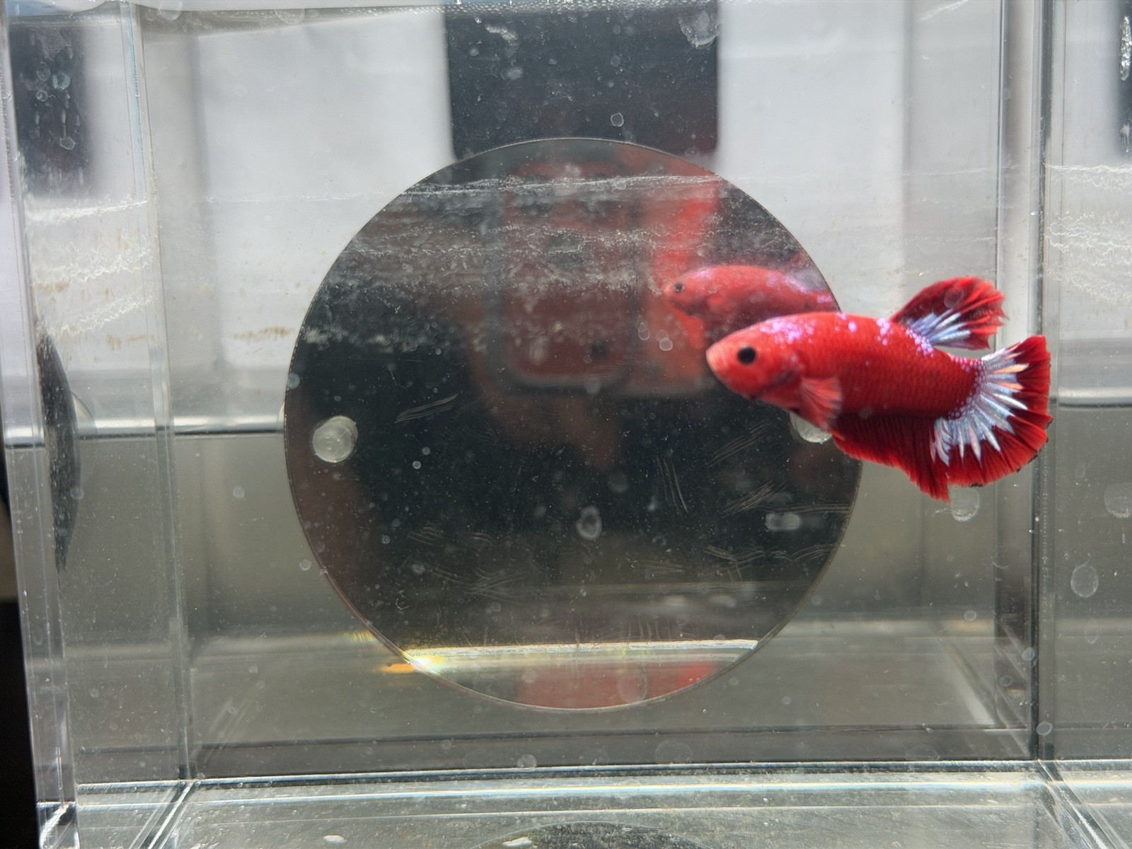 Live Male Betta Fish Red & White Freshwater Tropical – Beginner, Aggressive