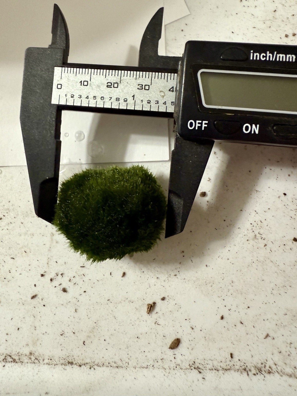 3 Marimo Moss Balls 1.25inch-1.75inch Live Plant Aquarium Tank USA SELLER FAST