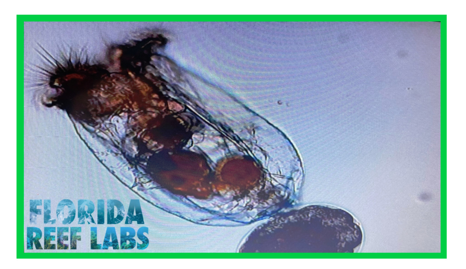 LIVE Marine Rotifers L-Strain 32oz – Florida Reef Labs™ – FAST SHIP