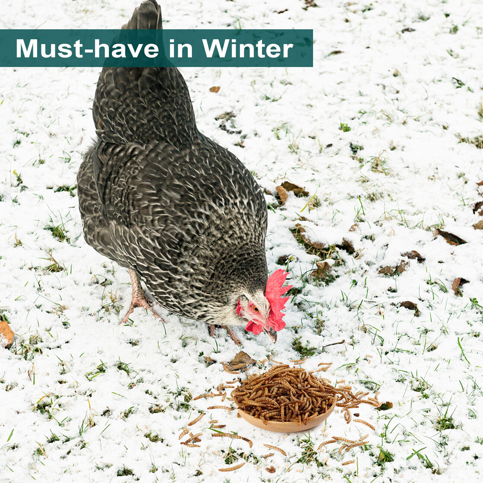5-44LBS Bulk Dried Mealworms High Protein Non-GMO Wild Birds Fish Treats USA
