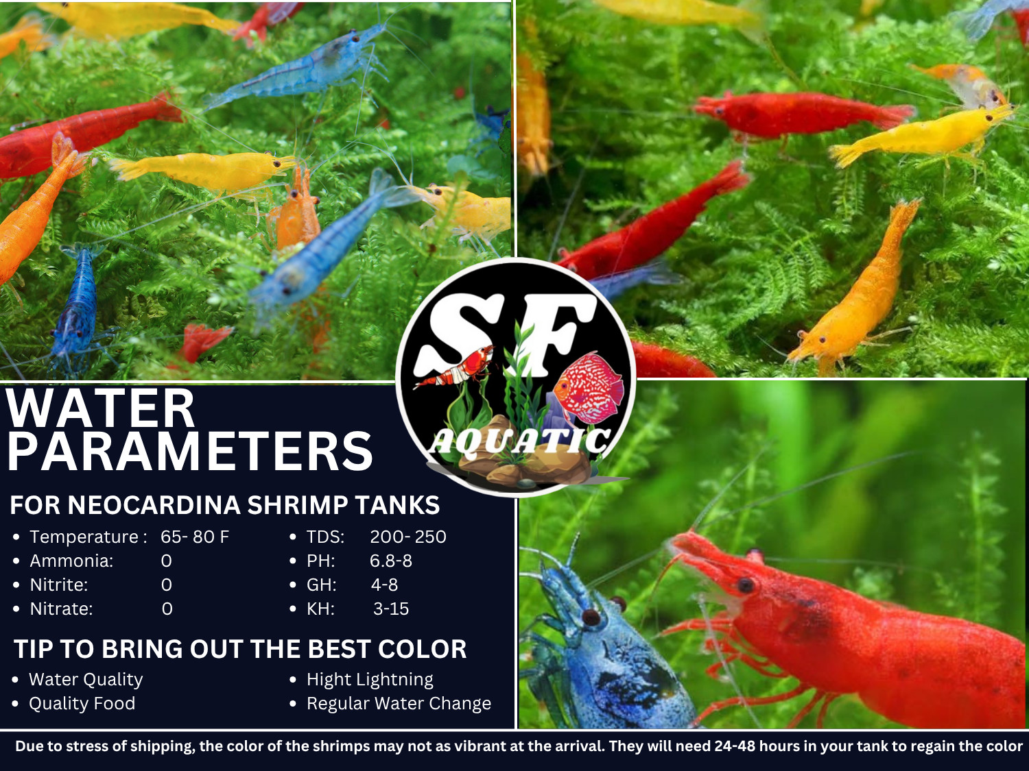 20+2 Mixed Freshwater Neocaridina Aquarium Shrimp. Live Guarantee
