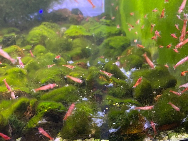 20 Hawaiian Red Shrimp Opae Ula Halocaridina Rubra Volcano Shrimp + Food