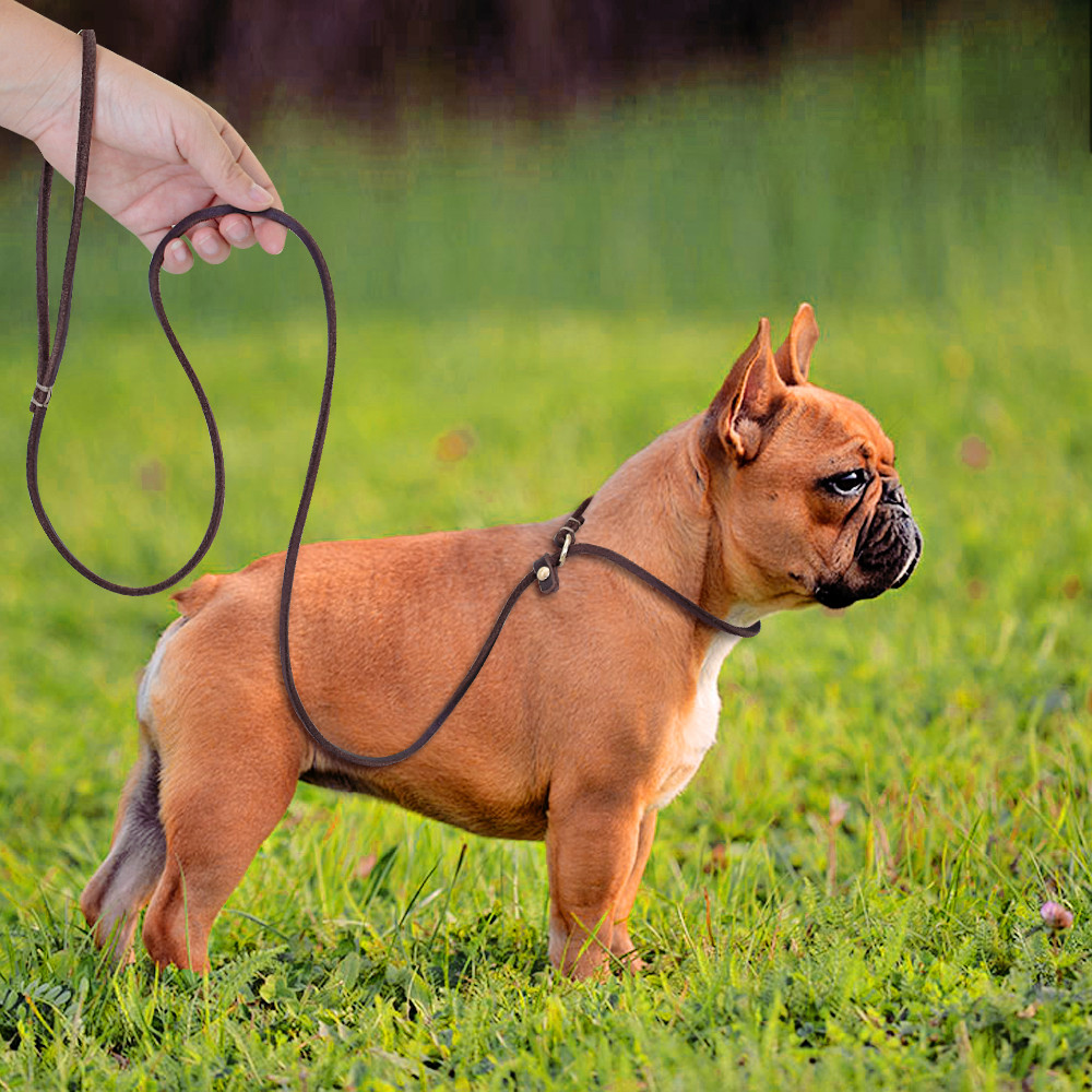 Genuine Leather Dog Show Slip Leash Puppy Small Dog P Leash Choke Training Lead