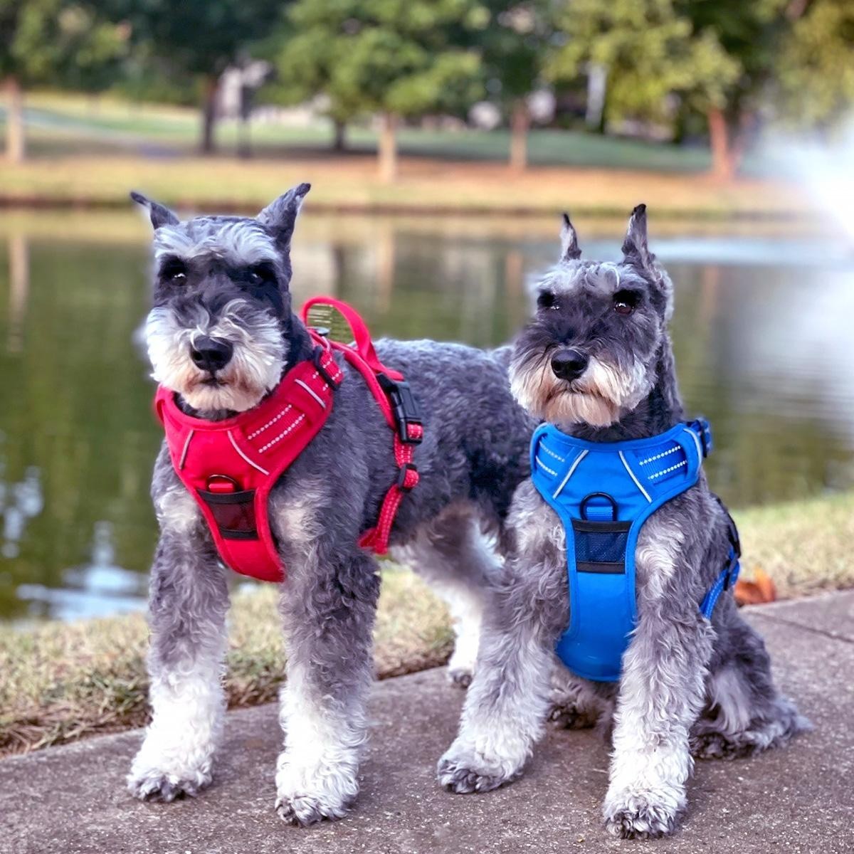 Doggie Design Dog Harness Venture Paw Pull Control Mountain Lake Size XS-XL NEW
