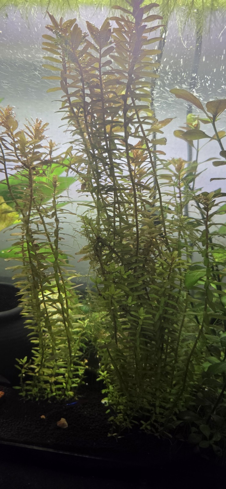 Rotala Live Freshwater Aquarium Plant, Beginner