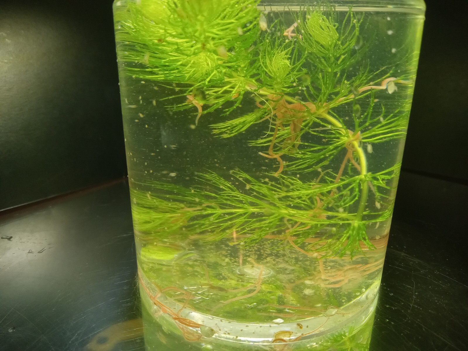 SALE! Freshwater GOLD! Instant Nitrogen Cycle! Daphnia+ Scuds+ blackworm+Plants!