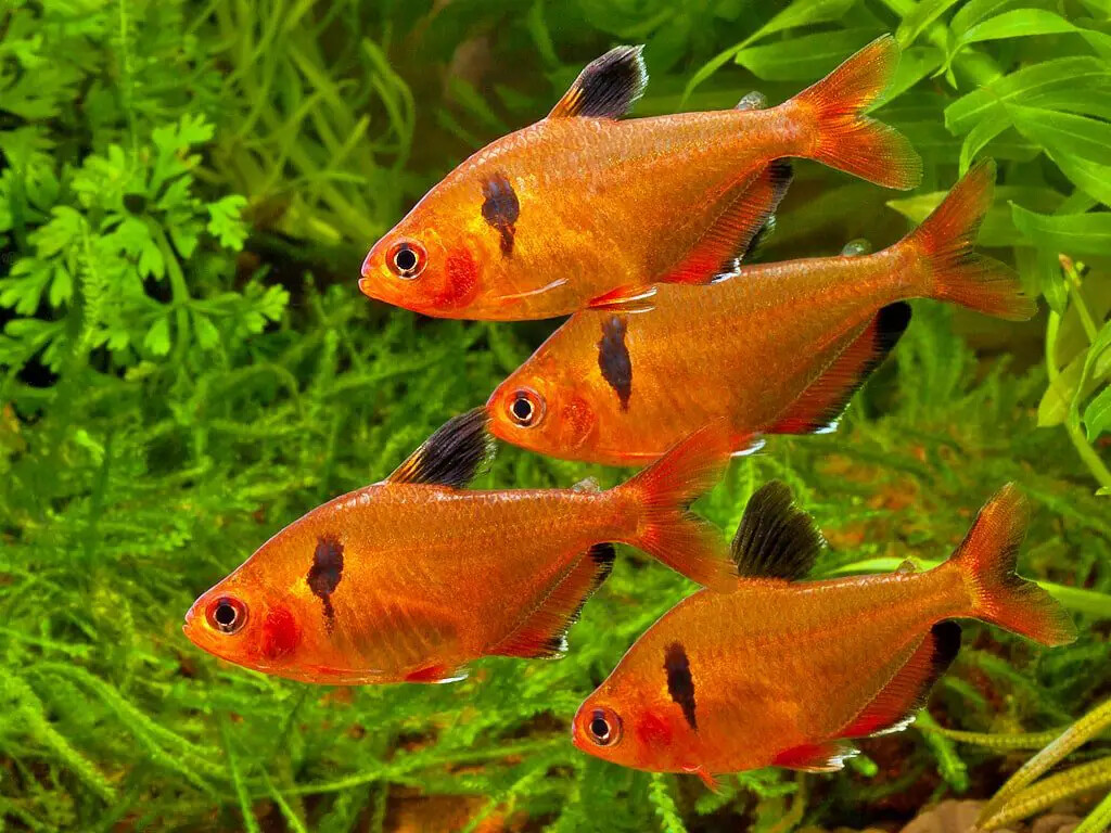 8-Type Blend, Krill, Tubifex, Bloodworms, Mysis, Plankton, Red Shrimp GB-2000