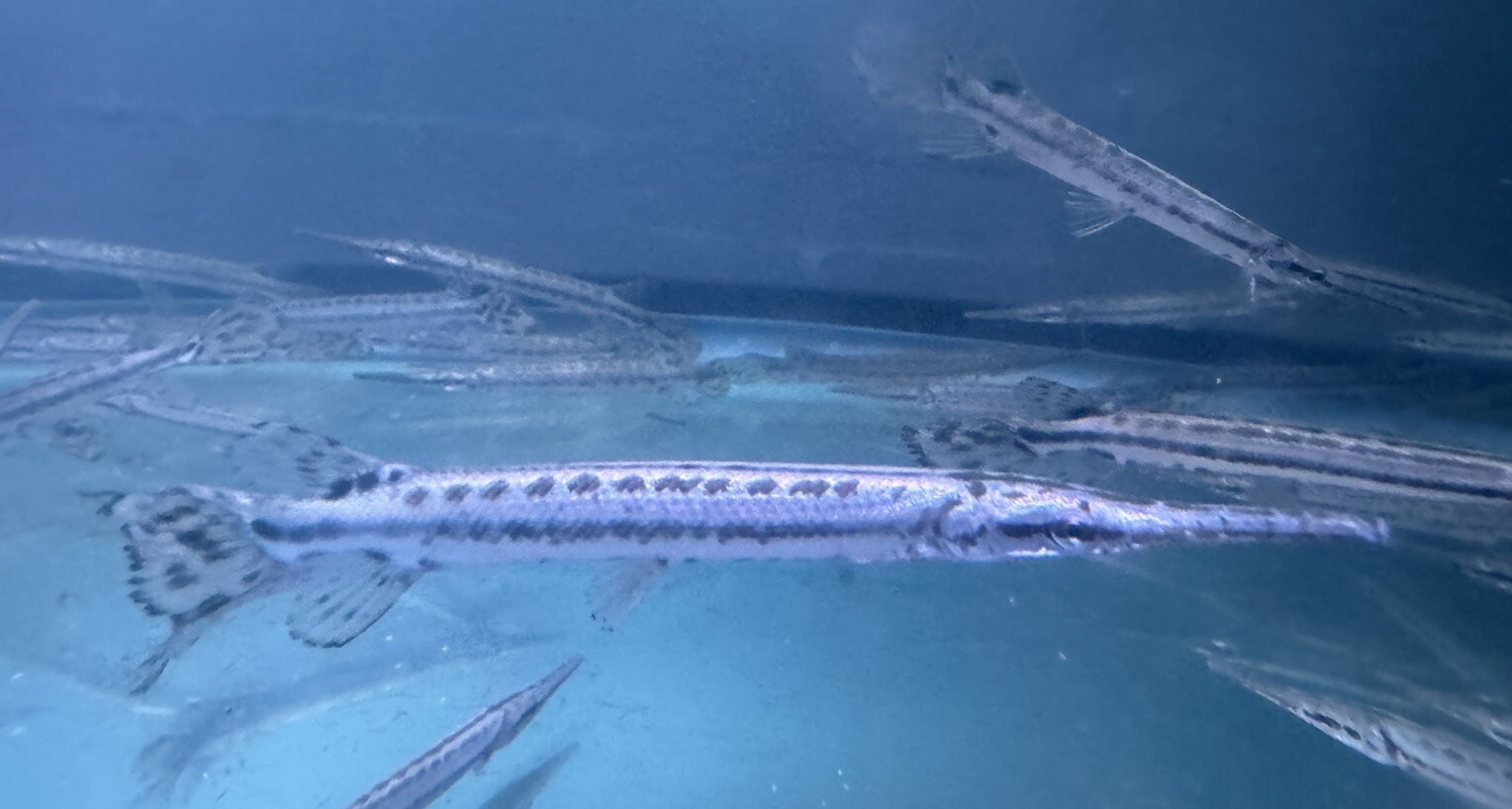 LIVE TROPICAL Fish-Florida gar (Lepisosteus platyrhincus 5-5.5inch Juvenile