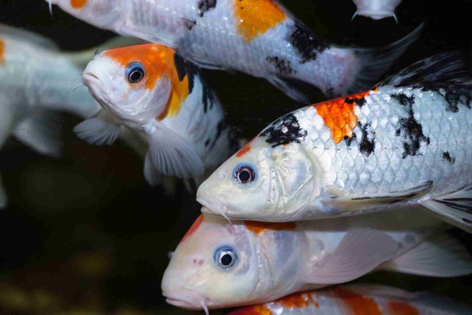 Koi, Pond & Turtle Floating Sticks for Koi, Turtles and all Pond Fish. WL