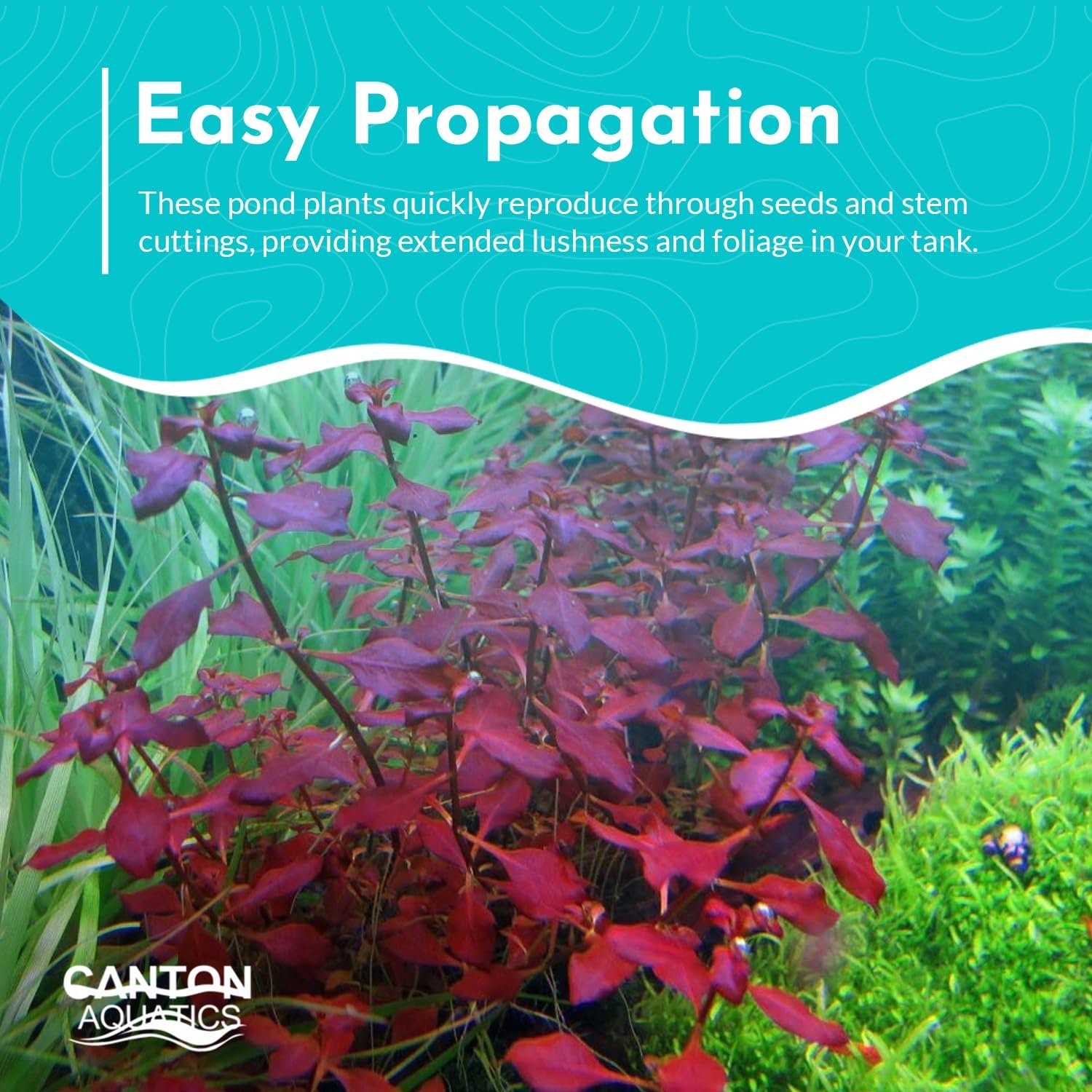 Ludwigia Repens Super Red Mini 2″Pot Live Aquarium Plants
