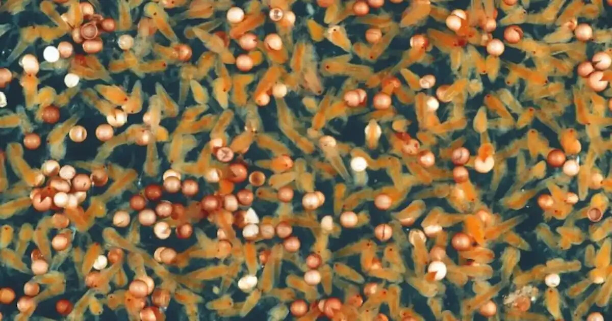 6 x 1-lb Brine Shrimp Eggs, Grade A 80% Hatch Great Salt Lake Eggs, Artemia