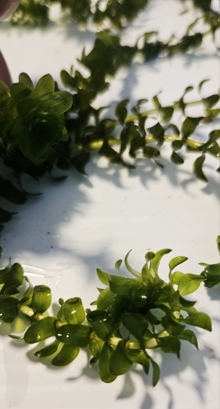 100 STEMS ELODEA CANADENSIS WATER PLANTS KOI Aquarium Or Ponds