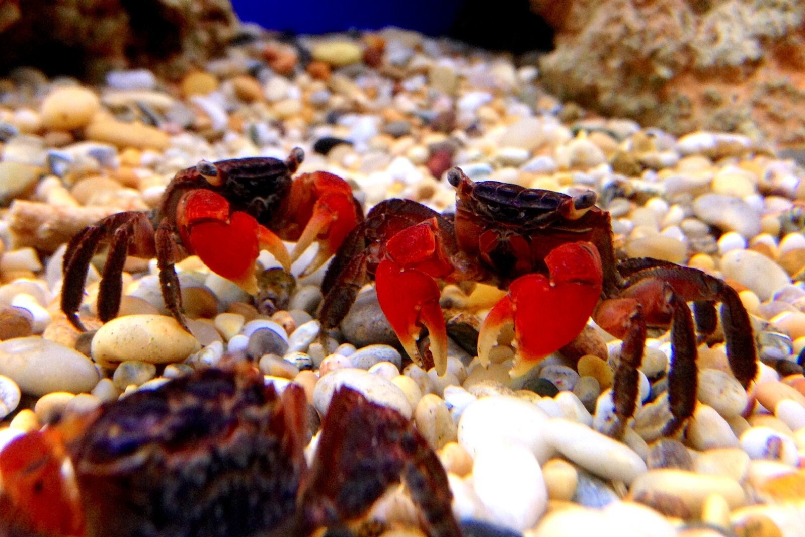 Calcium Feeders, 26 Small & Medium Discs for Shrimp, Snails, Crabs & Crayfish