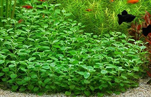 Lobelia Cardinalis Pot Cardinal Freshwater Live Aquarium Plant Tropical.