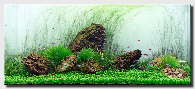 6 Pots of Giant Hairgrass plants Easy Aquarium aquascaping planted tank light