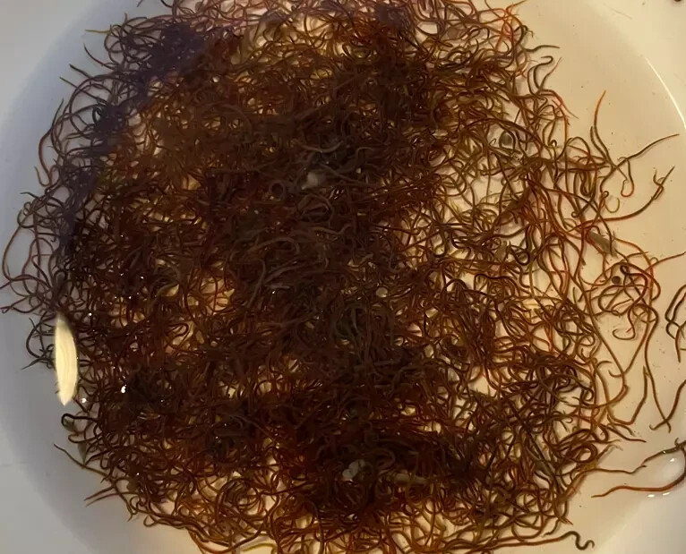2oz Quality Fresh Live Blackworms – Free 1 Day Shipping – Live Arrival Guarantee