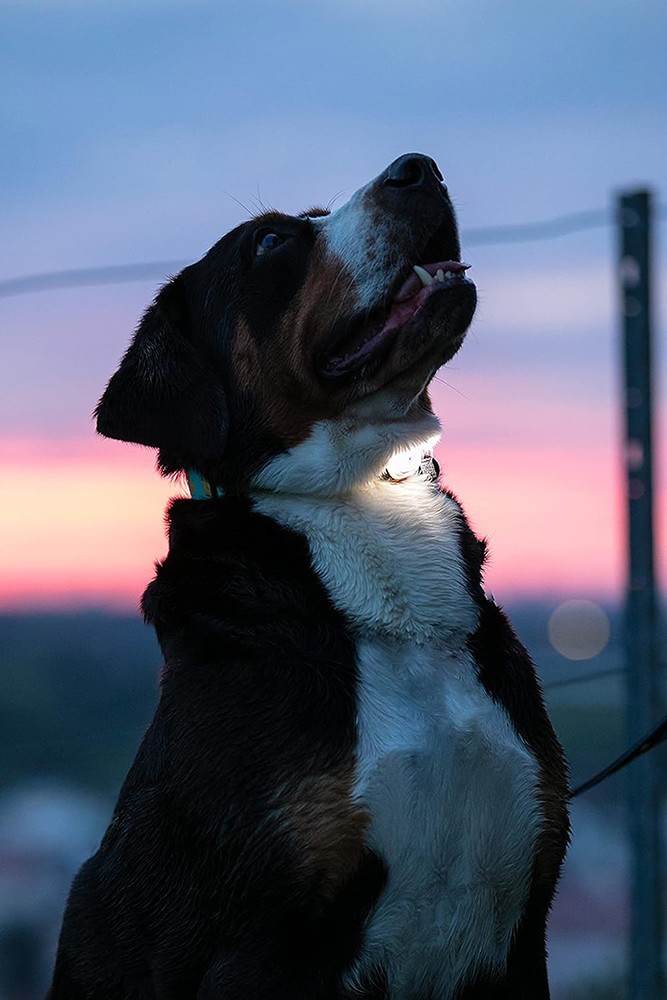 Max & Molly Matrix Ultra LED Safety Light Attaches to Any Dog Pet Collar Harness